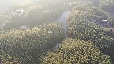山清竹海竹林竹子风景航拍素材实拍视频的预览图